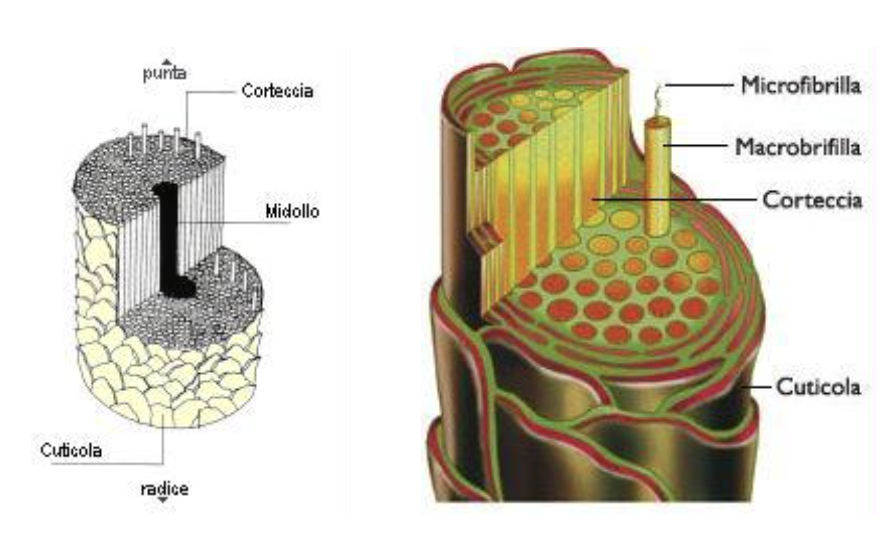 Capelli sfibrati img+txt