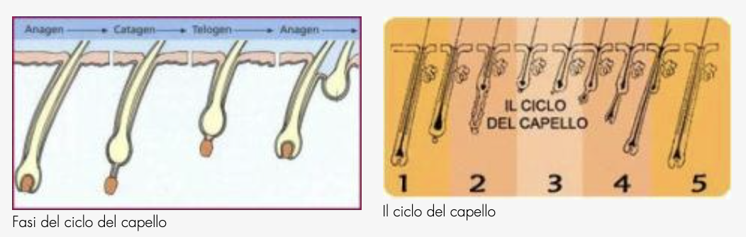 ciclo di vita