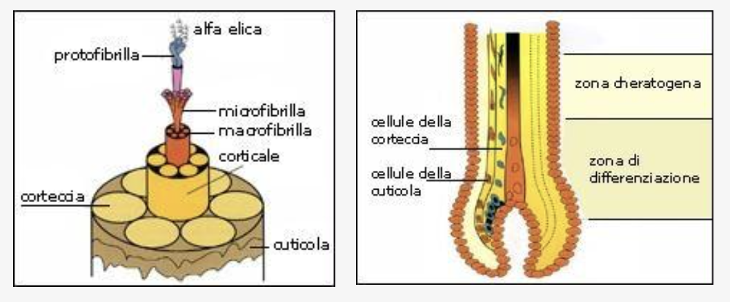 La composizione dei capelli: gli elementi chimici del capello