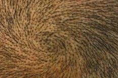 Immagini macro del cuoio capelluto